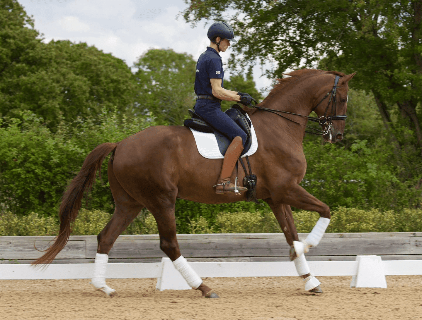 Dressage Rider